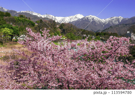 ピンク桜と谷川連峰 ピンク桜と谷川連峰 113594780