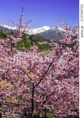 ピンク桜と谷川連峰(縦) ピンク桜と谷川連峰(縦) 113594781