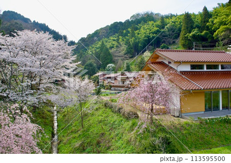 桜咲く美しい春の農村風景 113595500