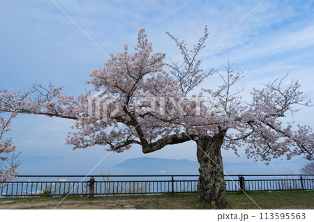桜　春の屋島山上　瀬戸内海(香川県高松市) 113595563