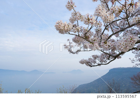 桜 瀬戸内海(香川県高松市屋島山上からの眺望) 桜 瀬戸内海(香川県高松市屋島山上からの眺望) 113595567