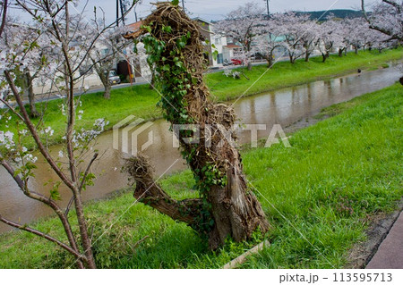 古木の桜の幹や枝を伐採した状態 113595713