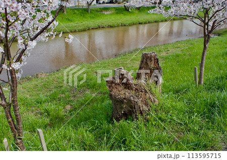 古木の桜の幹や枝を伐採した状態 古木の桜の幹や枝を伐採した状態 113595715