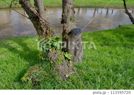 古木の桜の幹や枝を伐採した状態 113595720