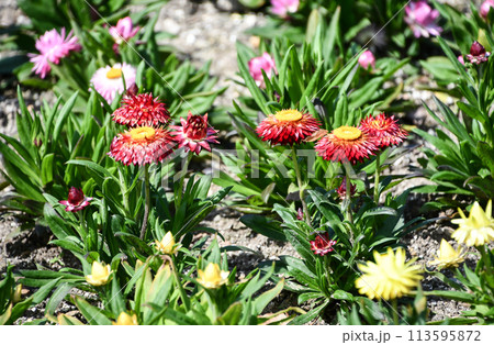 ヘリクリサム 113595872