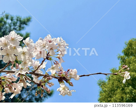 青空に映える桜 青空に映える桜 113596169