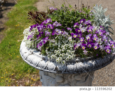 公園に咲く鮮やかな色の花 公園に咲く鮮やかな色の花 113596202