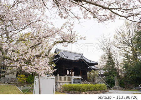 桜 屋島寺 四天門 第八十四番札所(香川県高松市) 桜 屋島寺 四天門 第八十四番札所(香川県高松市) 113596720