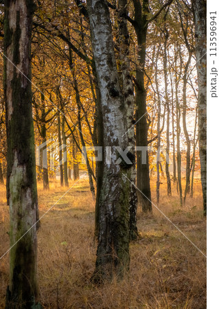Golden Hour in the Birch Grove 113596941