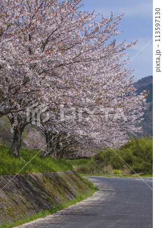 満開を迎えた桜の花 ソメイヨシノ 113597130