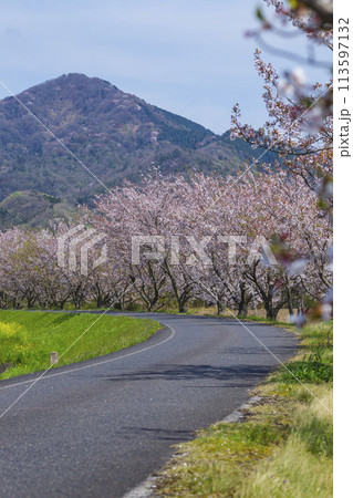 満開を迎えた桜の花 ソメイヨシノ 満開を迎えた桜の花 ソメイヨシノ 113597132
