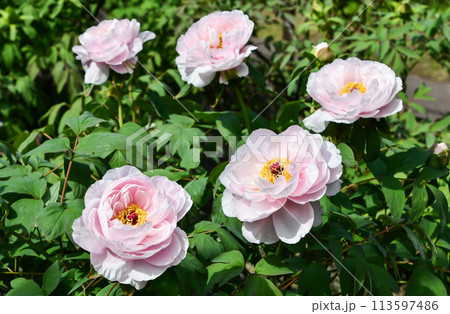 ボタン「玉芙蓉」 113597486