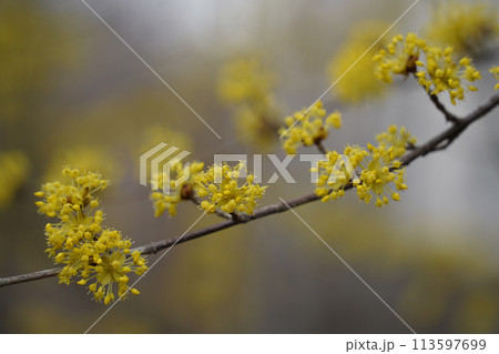 Cornus officinalis yellow flowers on a tree in spring 113597699