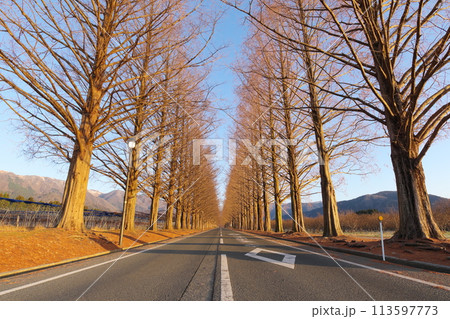 朝日を浴びる落葉したメタセコイア並木道 滋賀県高島市マキノ町 朝日を浴びる落葉したメタセコイア並木道 滋賀県高島市マキノ町 113597773