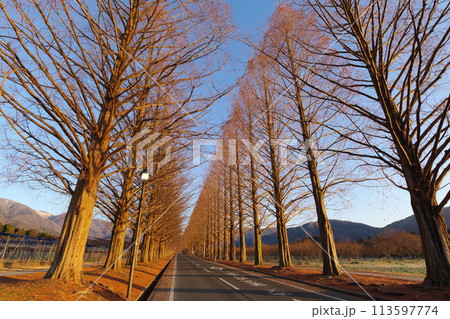 朝日を浴びる落葉したメタセコイア並木道　滋賀県高島市マキノ町 113597774