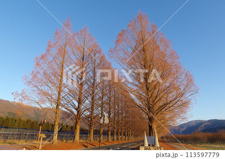 朝日を浴びる落葉したメタセコイア並木 滋賀県高島市マキノ町 朝日を浴びる落葉したメタセコイア並木 滋賀県高島市マキノ町 113597779
