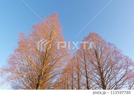 朝日を浴びる落葉したメタセコイア　滋賀県高島市マキノ町 113597780