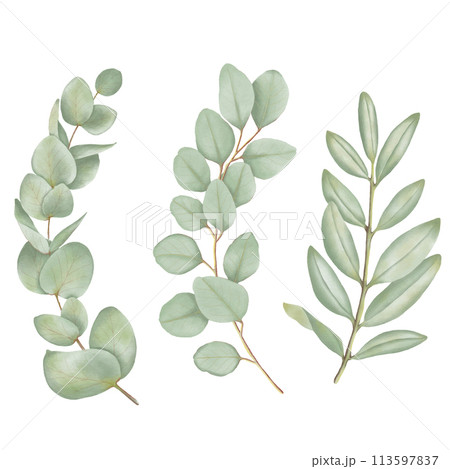 Beautiful Watercolor Leaves - Botanical Clipart for Design 113597837