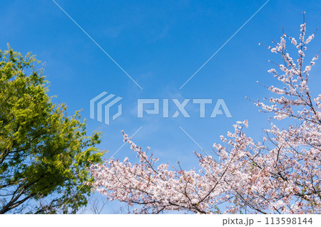 青空に映える満開の桜と新緑 113598144