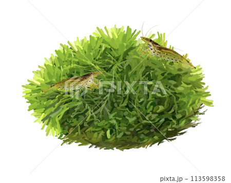 ウィローモス（ヤマトヌマエビ付き） 113598358