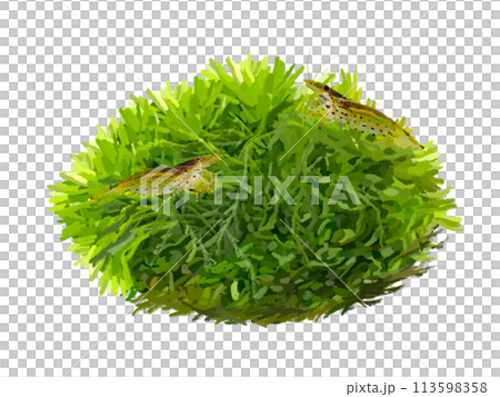 ウィローモス（ヤマトヌマエビ付き） 113598358