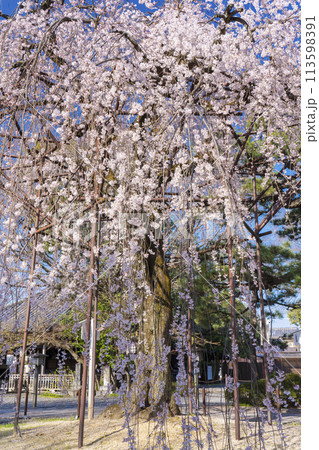 大報恩寺（千本釈迦堂）　満開の阿亀桜 113598391