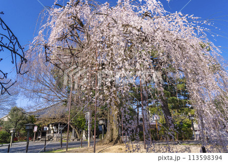 大報恩寺(千本釈迦堂) 満開の阿亀桜 大報恩寺(千本釈迦堂) 満開の阿亀桜 113598394