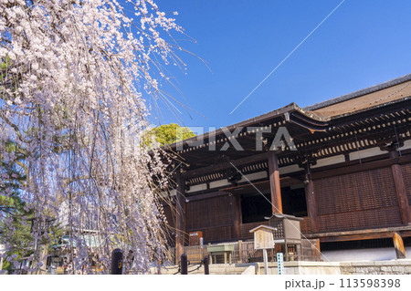 大報恩寺（千本釈迦堂）本堂　満開の阿亀桜 113598398