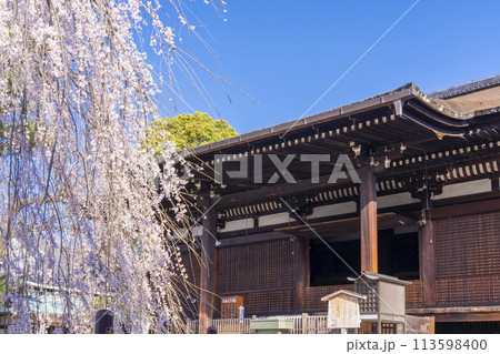 大報恩寺（千本釈迦堂）本堂　満開の阿亀桜 113598400