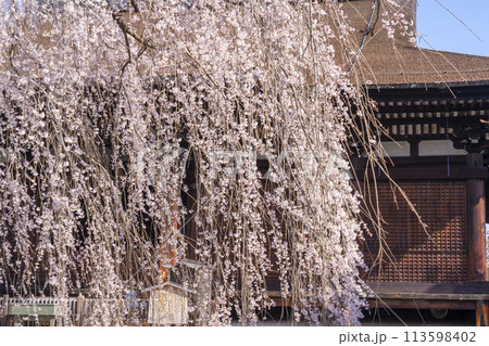 大報恩寺（千本釈迦堂）本堂　満開の阿亀桜 113598402