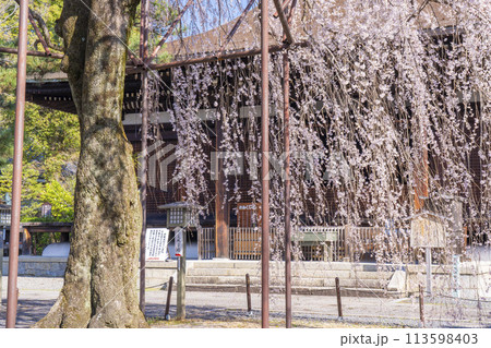大報恩寺（千本釈迦堂）本堂　満開の阿亀桜 113598403