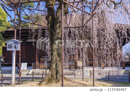 大報恩寺（千本釈迦堂）本堂　満開の阿亀桜 113598407