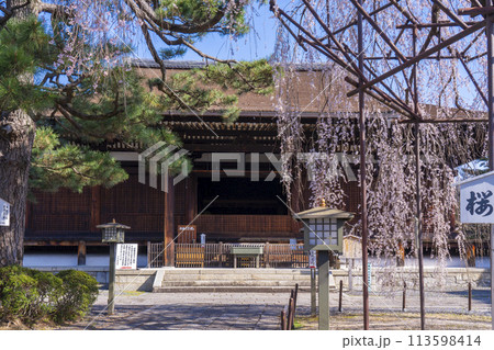 大報恩寺(千本釈迦堂)本堂 満開の阿亀桜 大報恩寺(千本釈迦堂)本堂 満開の阿亀桜 113598414