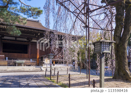 大報恩寺（千本釈迦堂）本堂　満開の阿亀桜 113598416