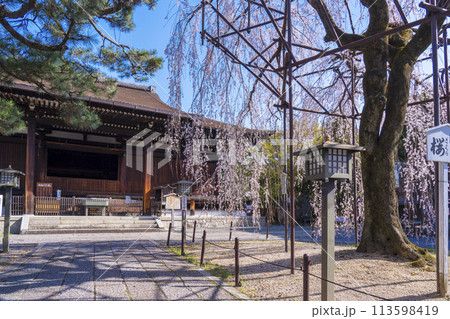 大報恩寺(千本釈迦堂)本堂 満開の阿亀桜 大報恩寺(千本釈迦堂)本堂 満開の阿亀桜 113598419