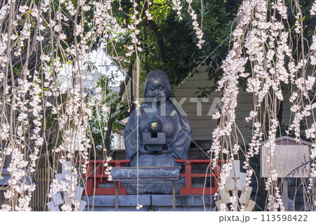 大報恩寺(千本釈迦堂)おかめ像 満開の阿亀桜 大報恩寺(千本釈迦堂)おかめ像 満開の阿亀桜 113598422