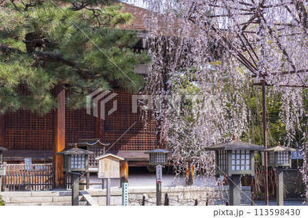 大報恩寺（千本釈迦堂）本堂　満開の阿亀桜 113598430