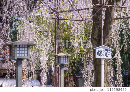 大報恩寺(千本釈迦堂) 満開の阿亀桜 大報恩寺(千本釈迦堂) 満開の阿亀桜 113598433
