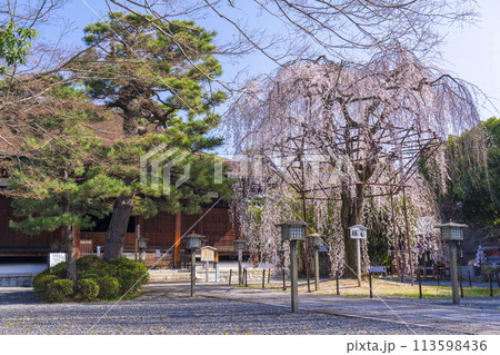 大報恩寺(千本釈迦堂)本堂 満開の阿亀桜 大報恩寺(千本釈迦堂)本堂 満開の阿亀桜 113598436