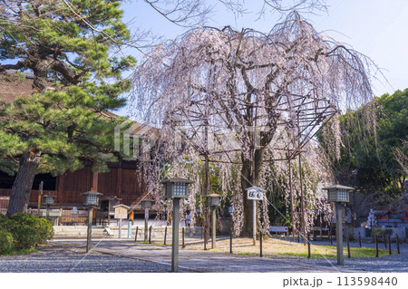 大報恩寺(千本釈迦堂)本堂 満開の阿亀桜 大報恩寺(千本釈迦堂)本堂 満開の阿亀桜 113598440