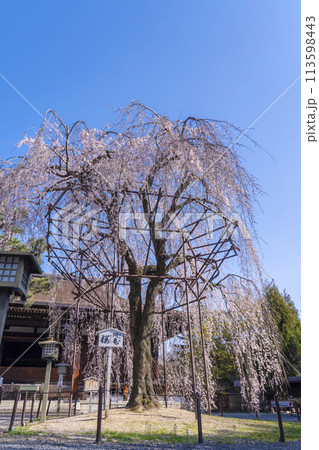 大報恩寺(千本釈迦堂)本堂 満開の阿亀桜 大報恩寺(千本釈迦堂)本堂 満開の阿亀桜 113598443