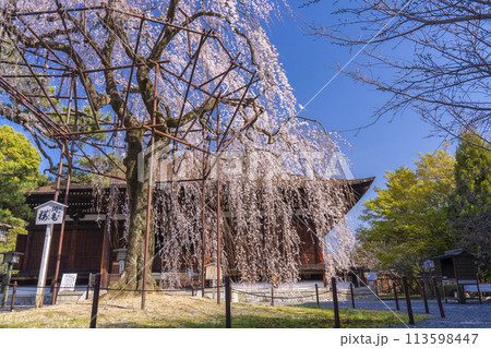 大報恩寺（千本釈迦堂）本堂　満開の阿亀桜 113598447