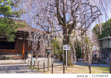 大報恩寺(千本釈迦堂)本堂 満開の阿亀桜 大報恩寺(千本釈迦堂)本堂 満開の阿亀桜 113598449