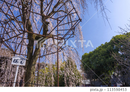 大報恩寺（千本釈迦堂）本堂　満開の阿亀桜 113598453
