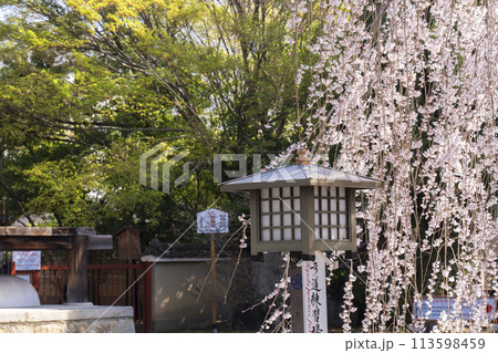 大報恩寺(千本釈迦堂) 満開の阿亀桜 大報恩寺(千本釈迦堂) 満開の阿亀桜 113598459