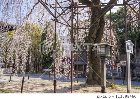 大報恩寺（千本釈迦堂）　満開の阿亀桜 113598460