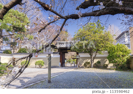 大報恩寺（千本釈迦堂）　山門　満開の阿亀桜 113598462