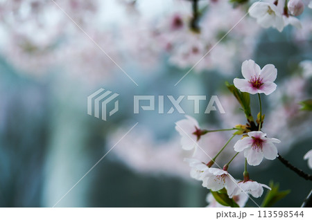 桜 化粧咲きの染井吉野(そめいよしの) 113598544