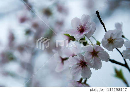 桜 化粧咲きの染井吉野(そめいよしの) 113598547