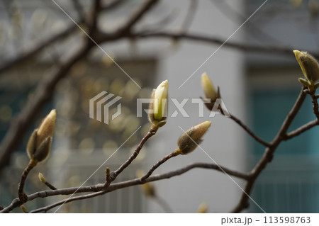 Magnolia tree branch with young buds in spring. Close up. Magnolia tree branch with young buds in spring. Close up. 113598763